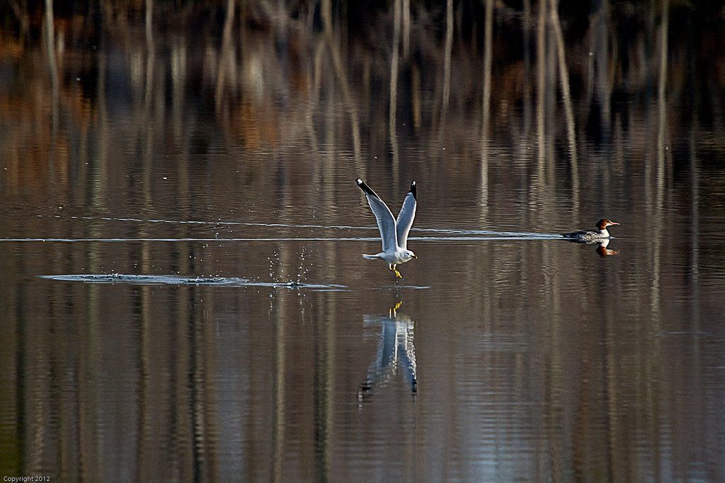 Herring Gull and Common Merganser at Lake Brittle in Fauquier County Virginia